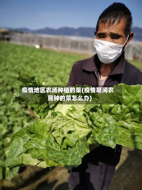 疫情地区农场种植的菜(疫情期间农民种的菜怎么办)
