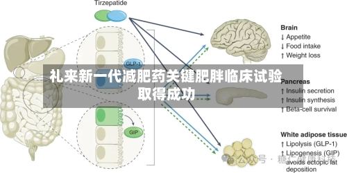 礼来新一代减肥药关键肥胖临床试验取得成功